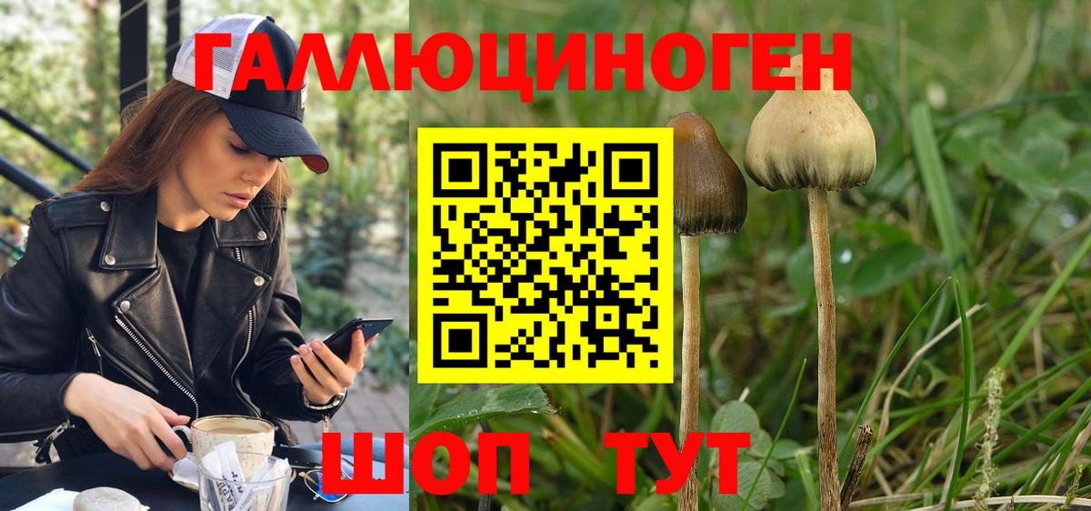 Псилоцибиновые грибы Psilocybine cubensis Рязань